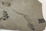 Pennsylvanian Fossil Fern (Neuropteris) Plate - Kentucky #205643-1